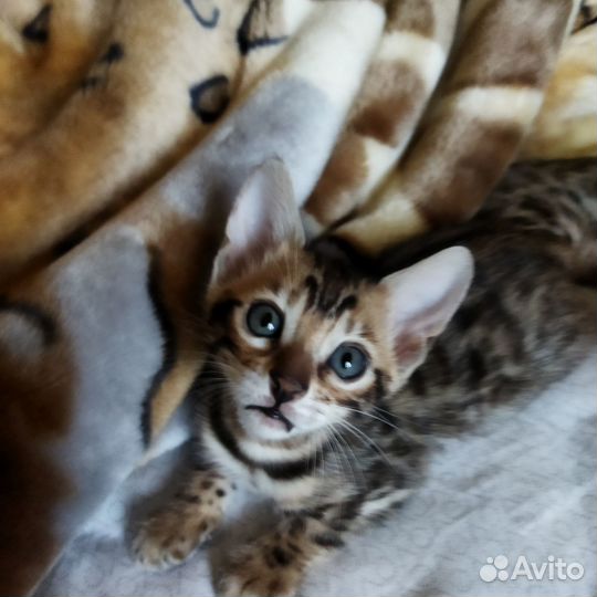 Бенгальские котята