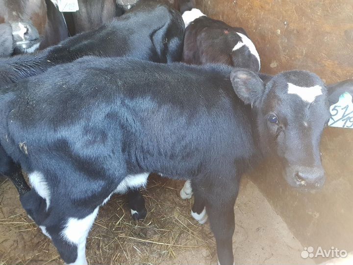 Бычки телята