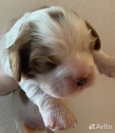 Девочки Кавалер Кинг Чарльз