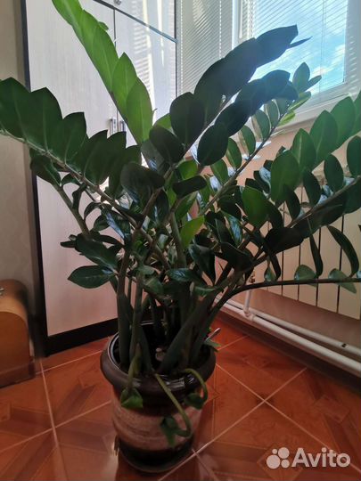 Замиокулькас