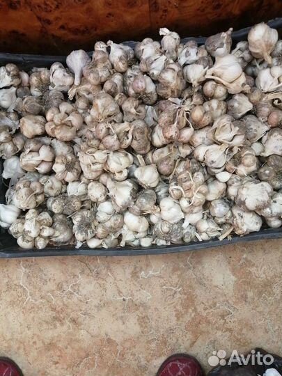 Чеснок домашний