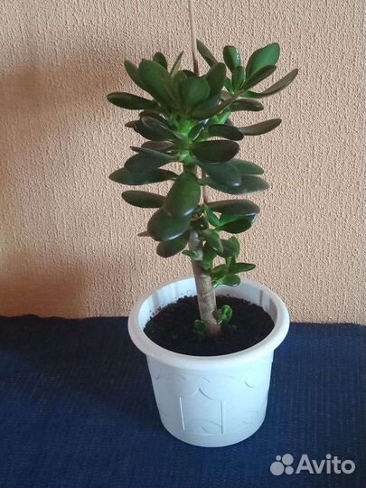 Денежное дерево (толстянка)