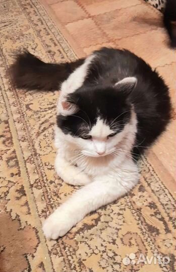 Феликс ищет любящих хозяев