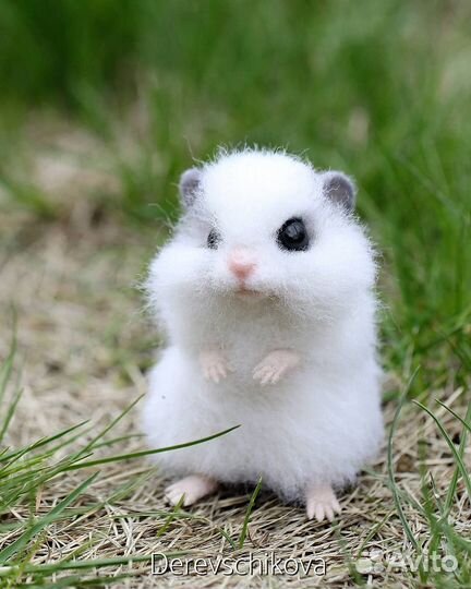 Вязка,случка,ищу самку джингарика самцу белого цве