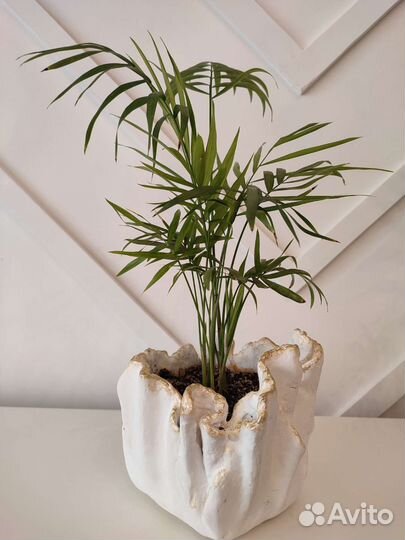 Пальма Хомедорея