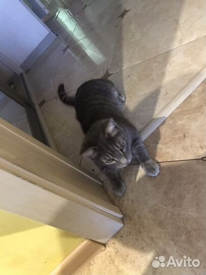 Воспитанные кошечки ищут новых хозяев