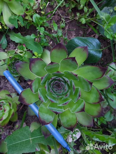 Молодило (каменная роза)