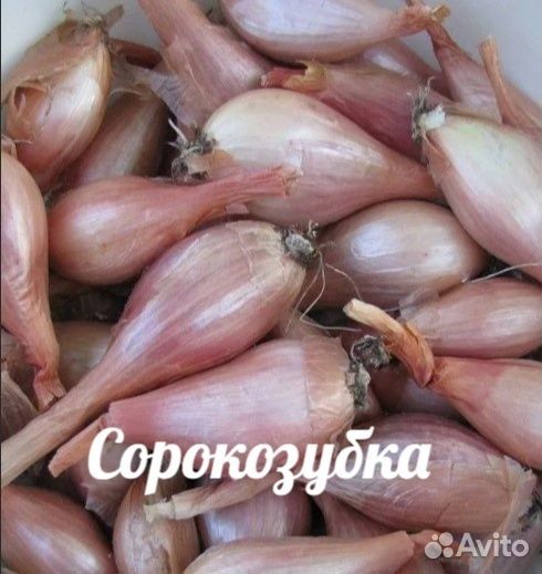 Лук-шалот Сорокозубка (семейный) на посадку