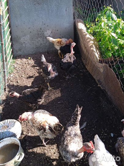 Голошейные петухи