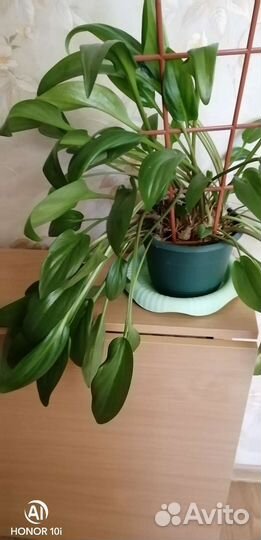 Дримиопсис