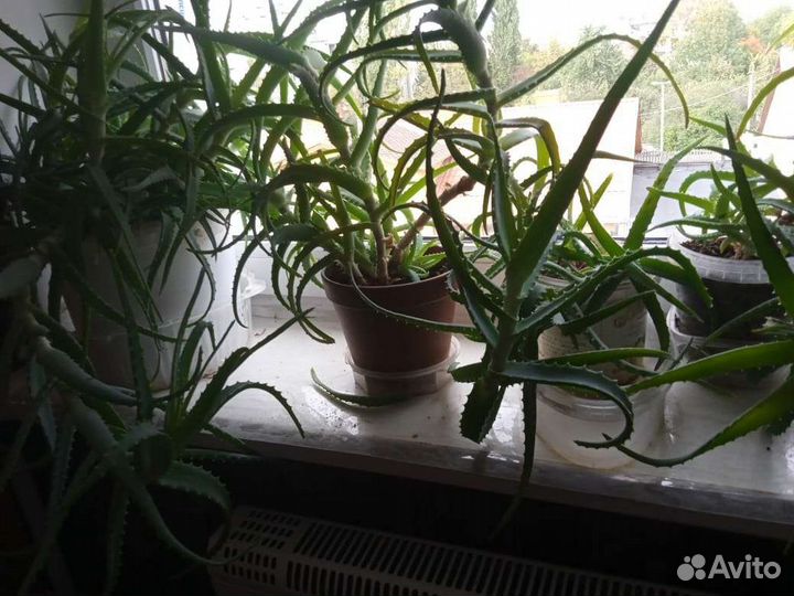 Комнатные цветы