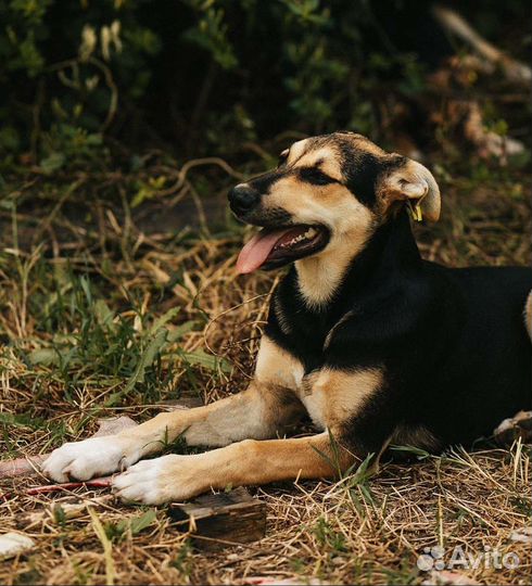 Собака ищет дом и семью