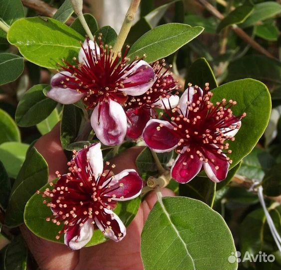 Саженцы фейхоа