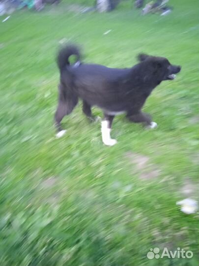 Щенки лайки