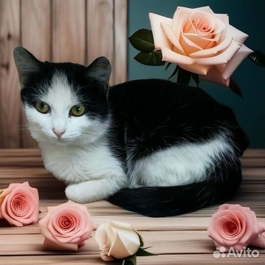 Кошки в добрые руки