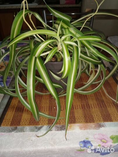 Хлорофитум кудрявый