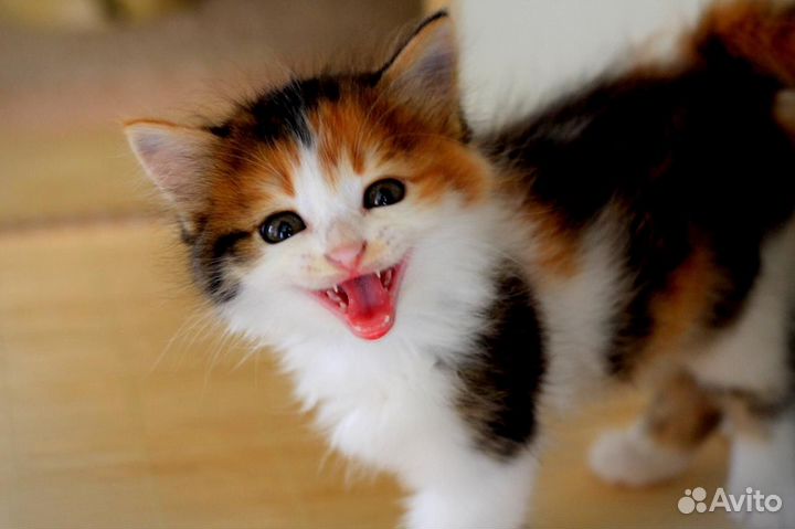 Котята отдам бесплатно