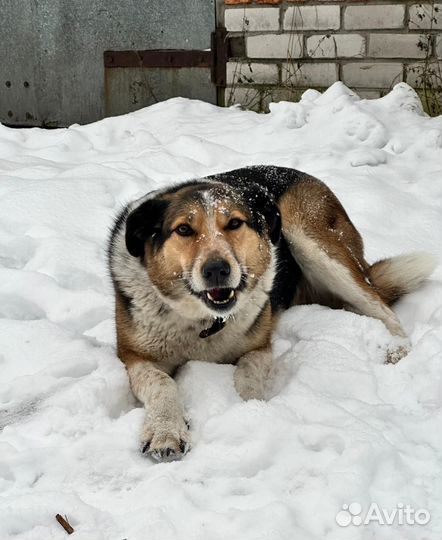 Собака в добрые руки