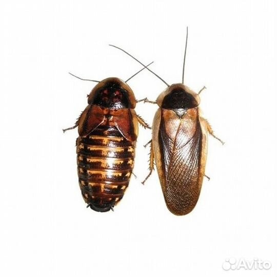 Аргентинский таракан (блаптика)