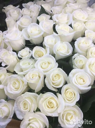 Высокие Розы Гиганты Доставка Круглосуточно