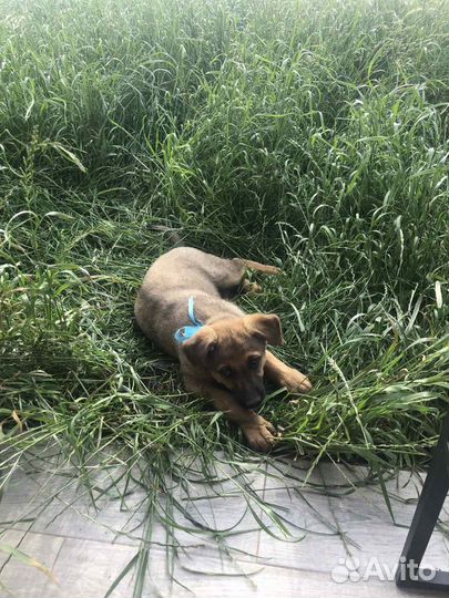 Щенки в добрые руки