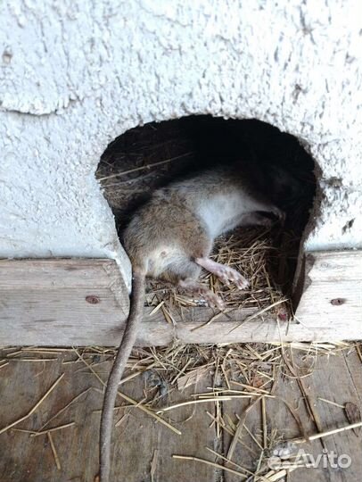 Сиамские котята