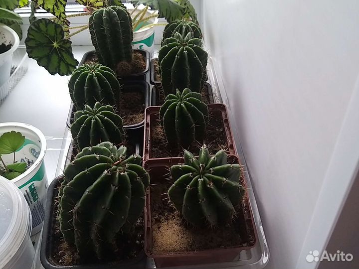 Кактус