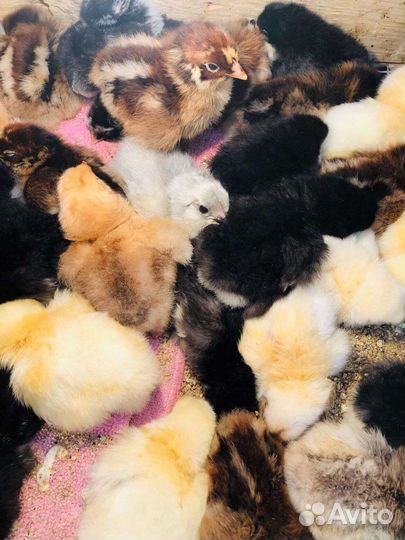 Продаю птицу