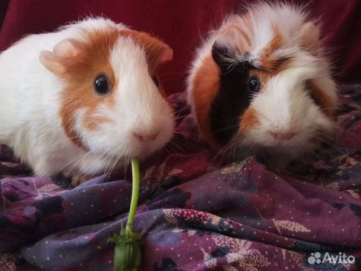 Морские свинки