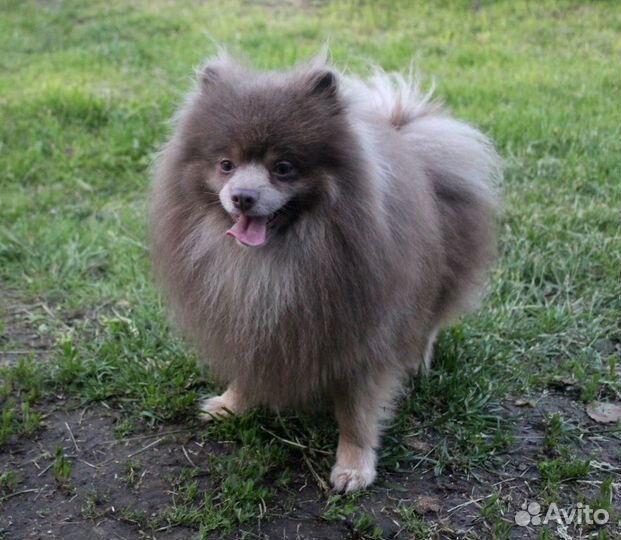 Лиловый Изюмчик-Изя