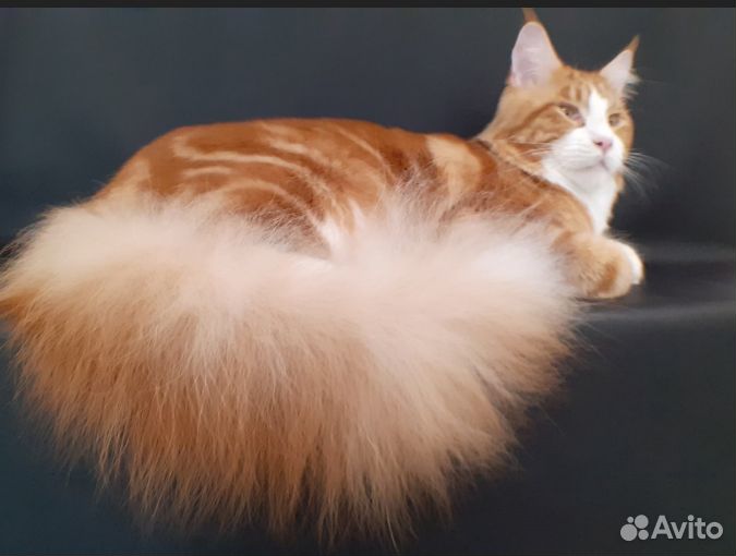 Стрижка собак и кошек в центре Перми. Груминг