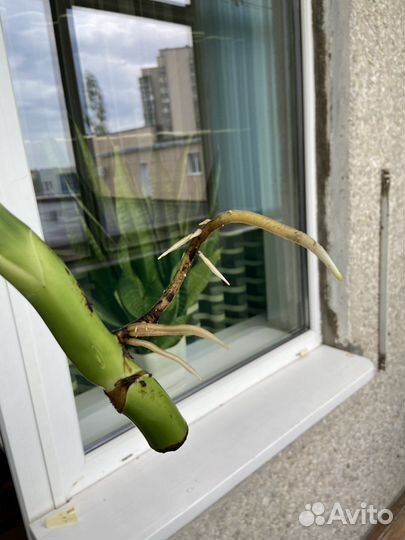 Монстера деликатесная, черенки