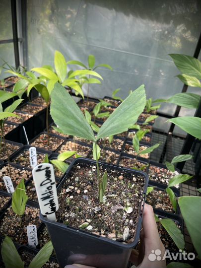 Caryota mitis dwarf / кариота митис (карликовая)