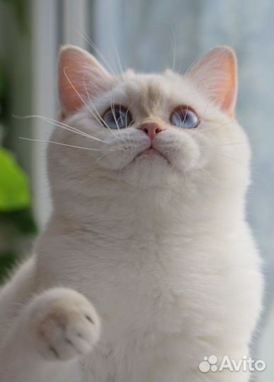 Золотой поинтовый мальчик Зефир