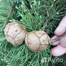 Печать страницы - Новый год настаёёёёёёёёёёёёт)))