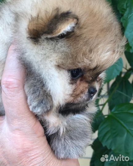 Померанский шпиц мини