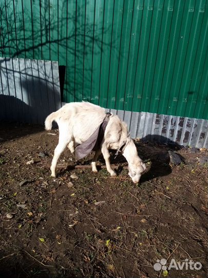 Козел ламанча и камерунец на вязку