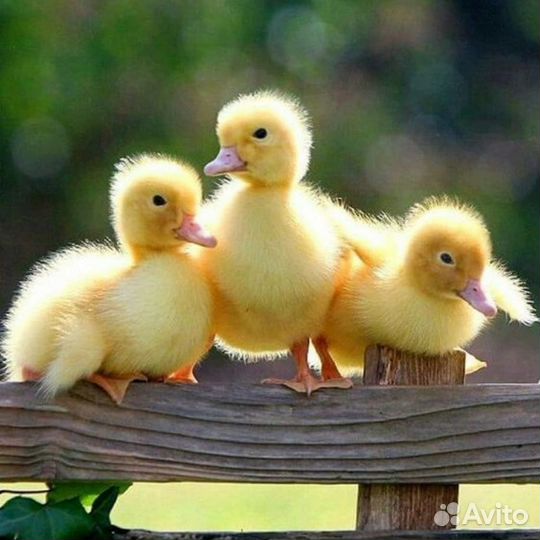 Утята SK ск 6 бройлерные, суточные, подростки