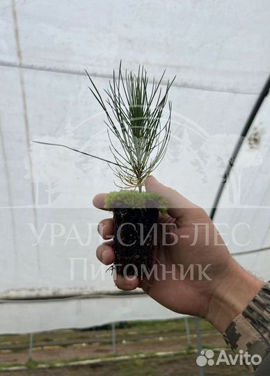 Предзаказ Лиственница Сибирская зкс сеянцы