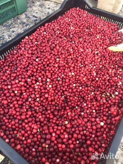 Брусника Клюква Черника Смородина