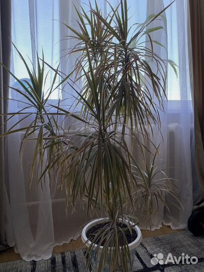 Пальма драцена