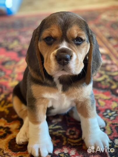 Щенки бигль девочка