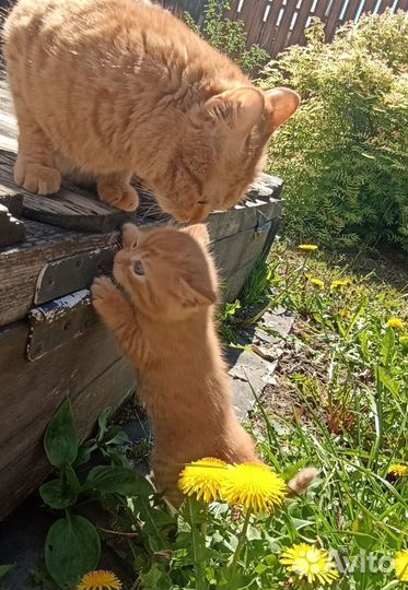 Котята в добрые руки