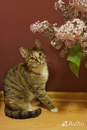 Молодая кошка