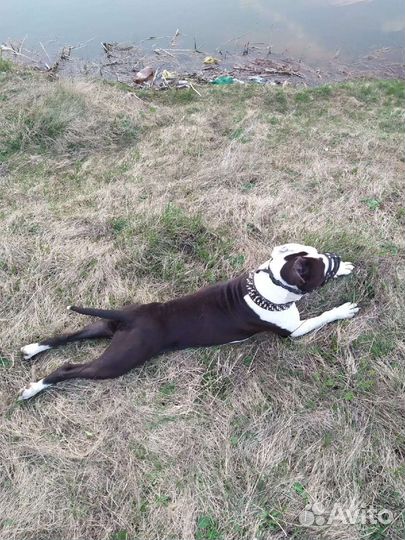 Щенки стаффорда