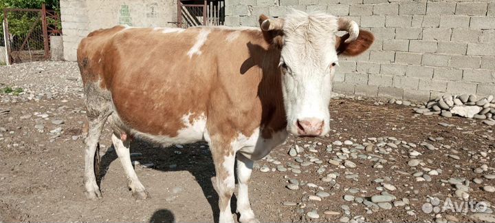 Корова высокоудойная