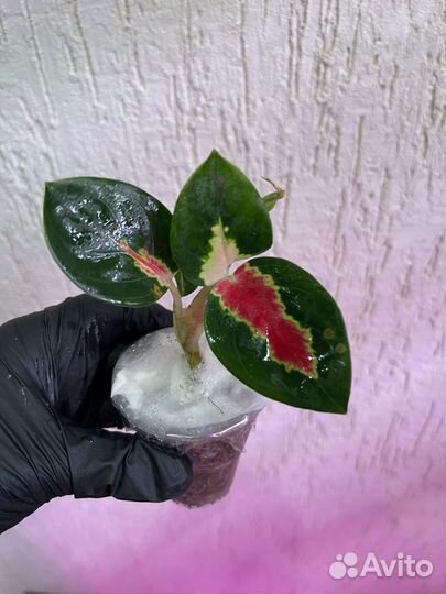 Аглаонема donfang red малыши