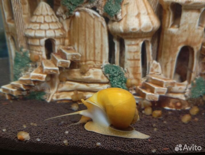 Улитки ампулярии