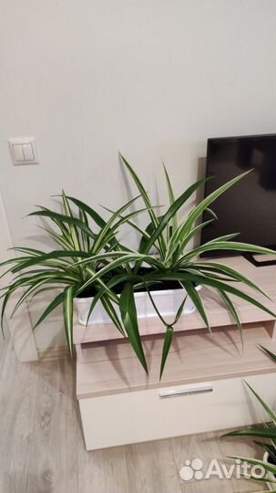 Хлорофитумы двухцветные (два сорта) и зелёный