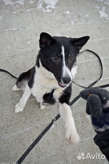 Собака в добрые руки